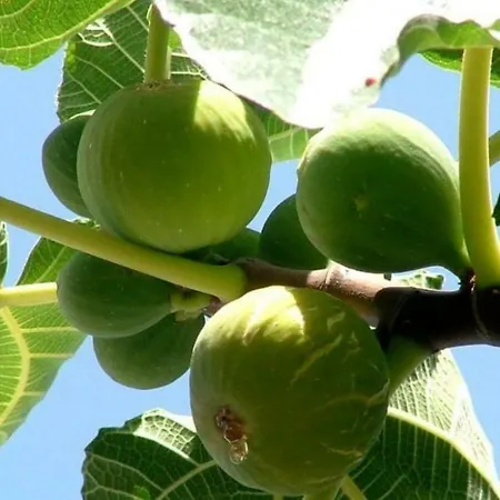 Donna Teresa Bed & Breakfast 3*