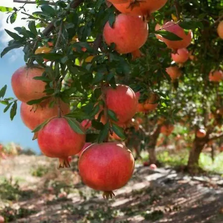 Bed & Breakfast Donna Teresa