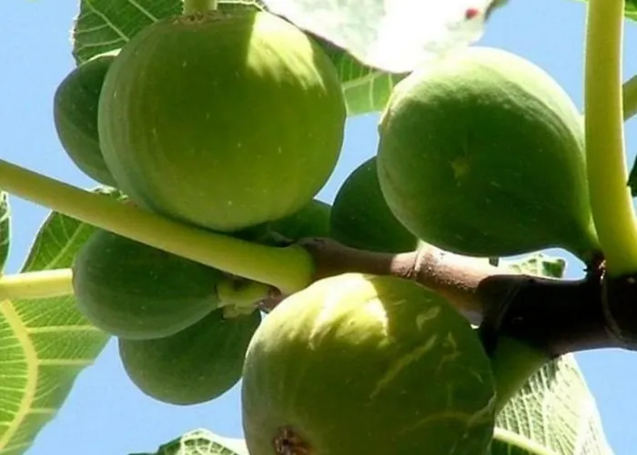Donna Teresa Alojamento de Acomodação e Pequeno-almoço 3*