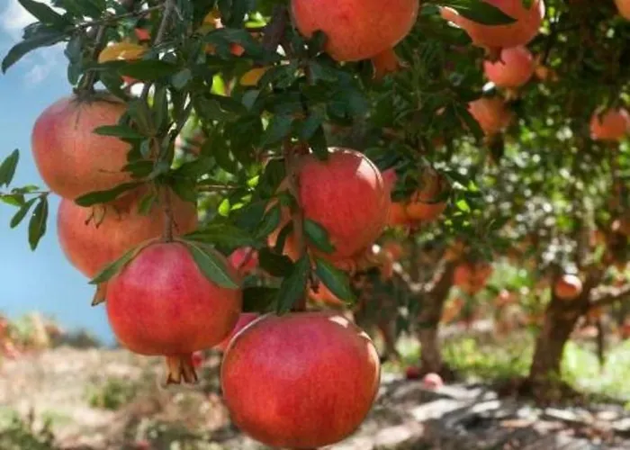 Alojamento de Acomodação e Pequeno-almoço Donna Teresa